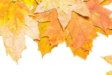 Wall Mural - red maple leaves macro