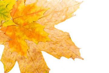 Wall Mural - several autumn maple leaves close-up