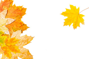 Wall Mural - several autumn maple leaves on a white background