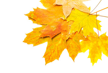 Wall Mural - several yellow and brown maple leaves in the corner