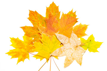 several yellow and brown maple leaves on a white background