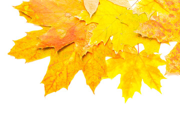Wall Mural - several yellow and brown maple leaves on top