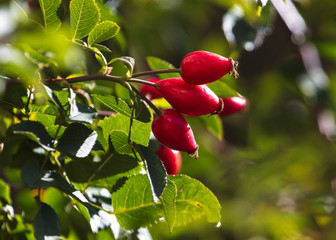 Wall Mural - Red rosehip berries in a vegetable garden