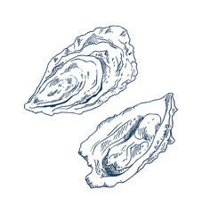 Wall Mural - Seafood Delicacy Bivalve Clam Oyster Sketch Poster