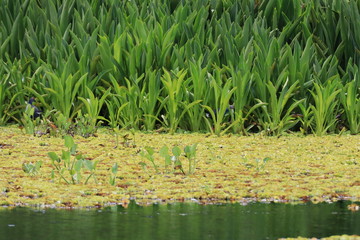 green grass in the lake