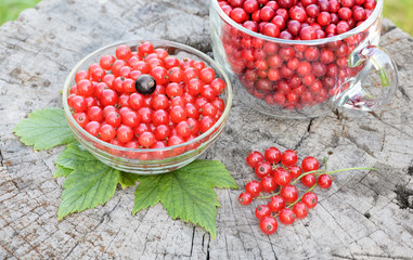 The still life of berries and green leaves are on a old stump in rural. The bunches and transparent glass bowl of red currant and lingonberry are outdoors in a countryside.