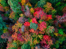 Aerial Drone View Of Overhead Colorful Fall / Autumn Leaf Foliage Near Asheville, North Carolina.Vibrant Red, Yellow, Teal, Orange Colors Of The Hardwood Trees In The Appalachian Mountains.