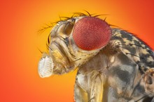 Drosophila Melanogaster Extreme Sharp And Detailed Macro