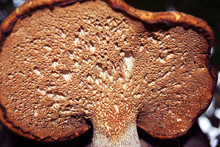 Polyporus Squamosus (Cerioporus Squamosus, Dryad's Saddle And Pheasant's Back Mushroom) Mushroom Growing On Tree Trunk, Close Up Texture Detail View On Top
