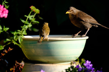 Large bird and small bird sharing a china water bath in evening light