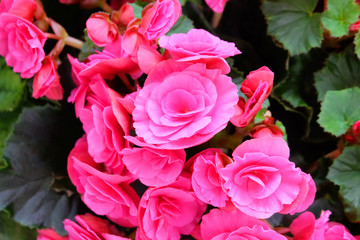 Poster - Bright pink tuberous begonia house flowering plant.