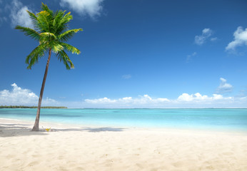 Fotobehang - palm and beach
