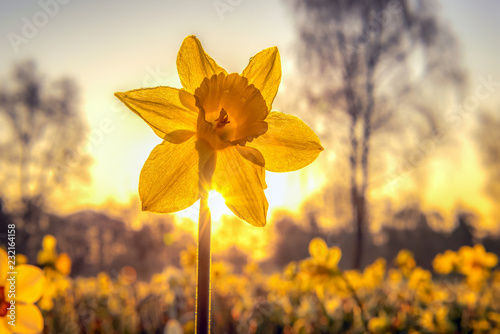 The narcissus (Narcissus) form a plant genus in the subfamily of Amaryllidoideae within the family Amaryllis (Amaryllidaceae) Poster Mural XXL