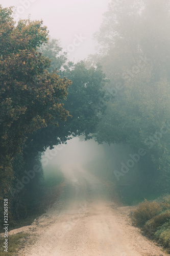 Zdjęcie XXL Mgłowy ranek, jesień krajobraz z drzewami i drogą gruntową