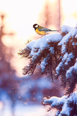 Christmas postcard nature landscape with a bird tit sitting on a branch of spruce with brilliant hoarfrost in winter park amid brilliant snowfall