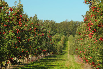 Wall Mural - Beautiful view of apple orchard on sunny autumn day