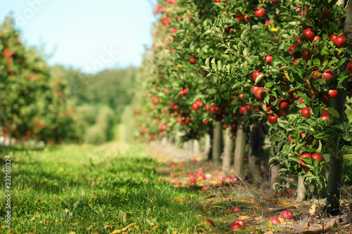 Fotografía Beautiful view of apple orchard on sunny autumn day