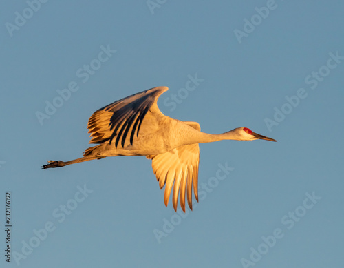 Fotografie, Obraz Sandhill crane in flight over field at Bosque del Apache National Wildlife Refug