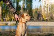 © skiminok - A man holding a Labrador collar for a walk.