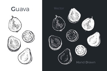 Wall Mural - Hand drawn guava icons. Vector illustration