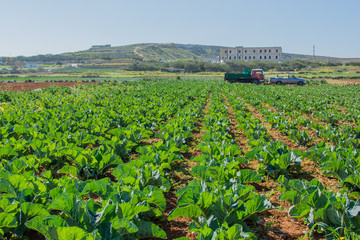 A cabbage field with two vehicles in the background. A cabbage field in Malta.