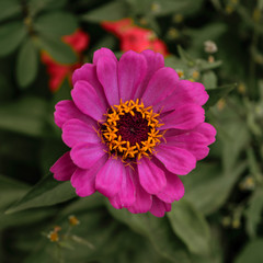 pink flower on green natural background