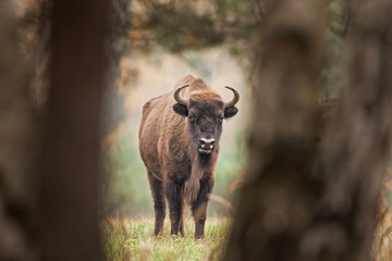 Wall Mural - European bison, bison bonasus, Ralsko