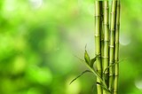 Fototapeta Sypialnia - Many bamboo stalks on blurred background