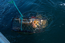 Crab Pot Being Pulled Out The Ocean With Dungeness Crab In It 