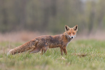 Wall Mural - Mammals - European Red Fox (Vulpes vulpes) 