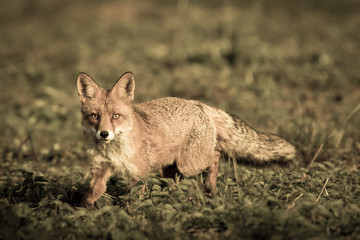 Wall Mural - Mammals - European Red Fox (Vulpes vulpes) 