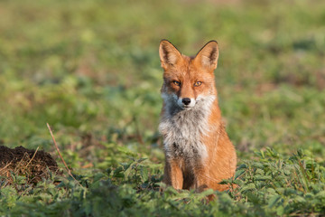 Wall Mural - Mammals - European Red Fox (Vulpes vulpes) 