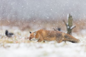 Canvas Print - Mammals - European Red Fox (Vulpes vulpes) 