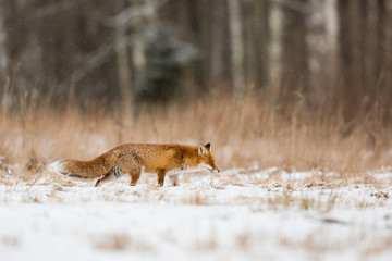 Wall Mural - Mammals - European Red Fox (Vulpes vulpes) 