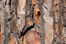 Pine Tree Bark Detail