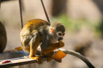 Squirrel Monkey eating a orange at the zoo