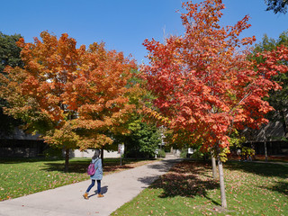 Wall Mural - University campus with student walking among the fall colors