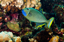 Blue Throated Trigger Fish