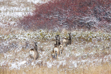 Wall Mural - Deer in Winter