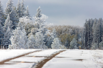 Wall Mural - Cypress Hills First Snowfall