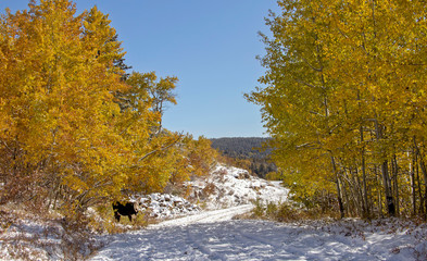 Sticker - Cypress Hills First Snowfall