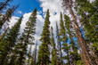 Wide angle photo of spruce and fir trees pointing to the sky. The photo was taken in Medicine Bow National Forest, Wyoming, USA.