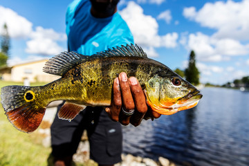 Wall Mural - Holding A Peacock Bass