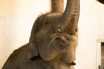 Young Elephant eating oat at the zoo