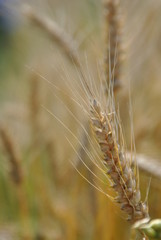 wheat field