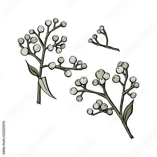 Vector Drawing Herbs Floral Background Hand Drawn Botanical