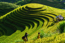Terraced Rice Field In Harvest Season In Mu Cang Chai, Vietnam. Mam Xoi Popular Travel Destination.