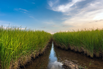 Wall Mural - landscape photography sunset at the rice fields.