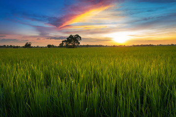 Wall Mural - landscape photography sunset at the rice fields.