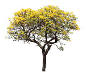 isolated tabebuia golden yellow flower blossom tree on white background